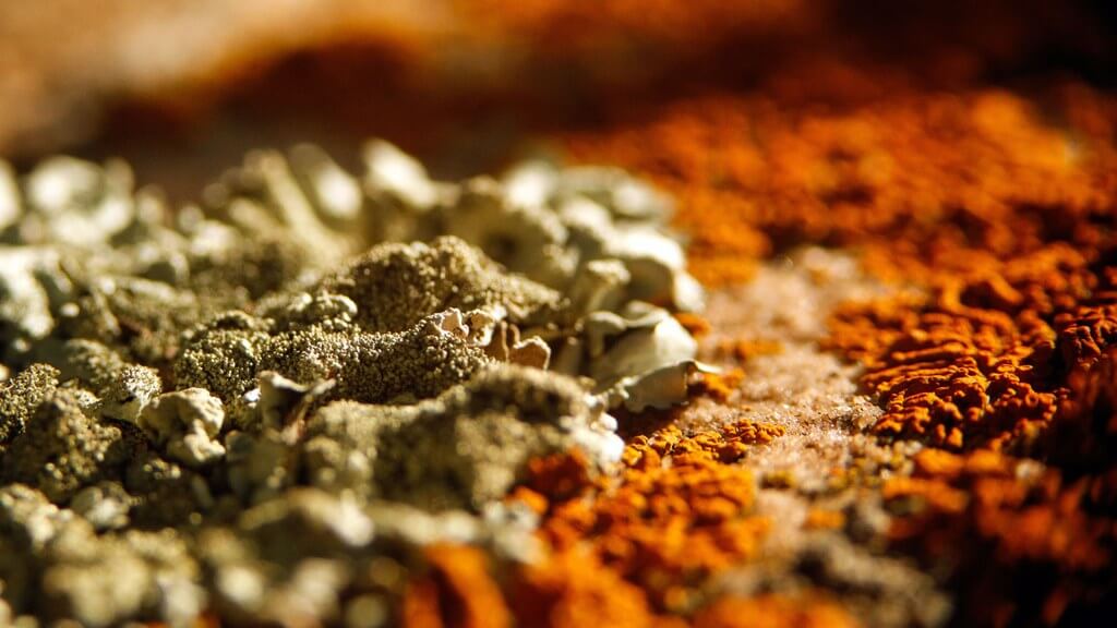 Macro image of mold growing over concrete