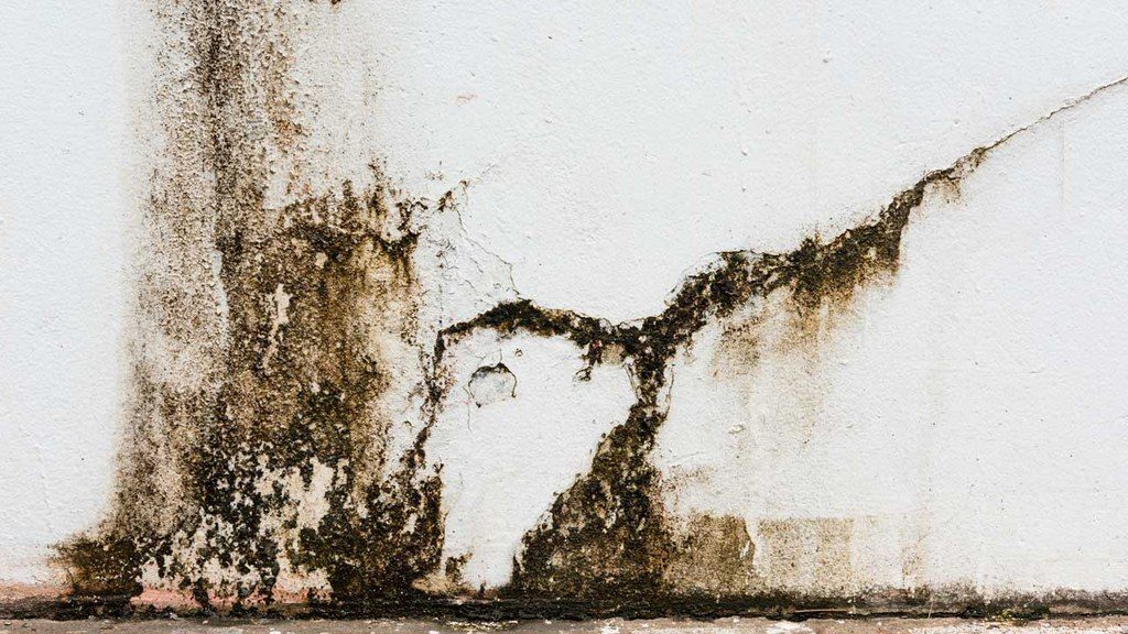 Walls with mold