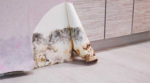 Mold in wall behind wall paper