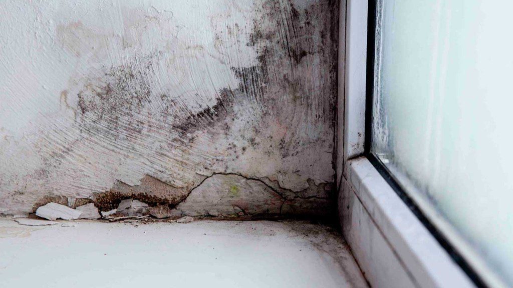 Mold forming in window seal