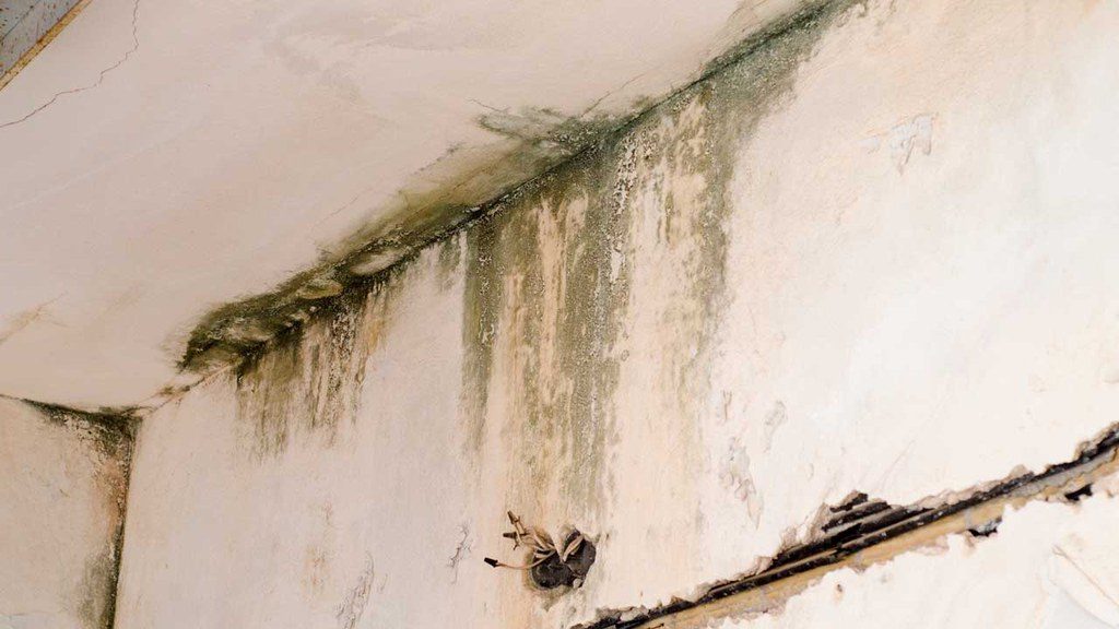 Mold forming on ceiling