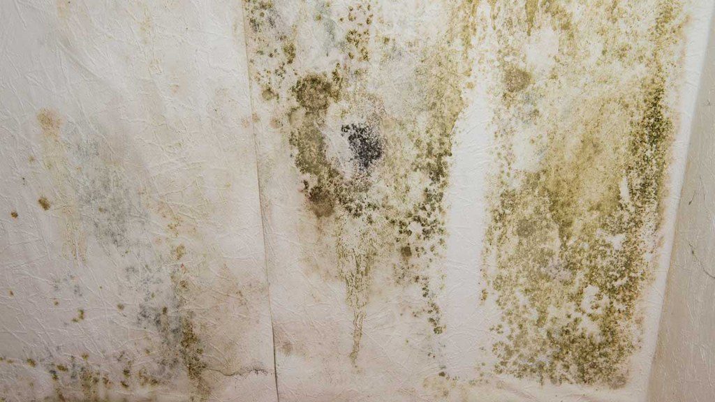 Mold forming on basement wall