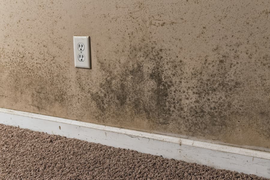 Black mold on basement wall