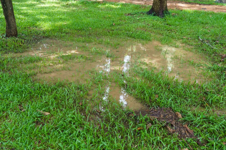 Puddle of standing water in yard