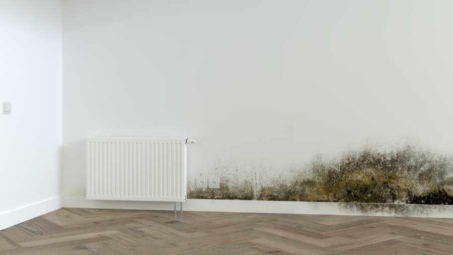 Living space with black mold on white walls