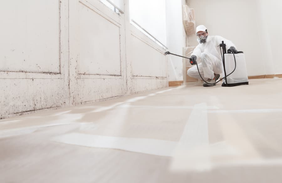 Professional performing mold remediation service