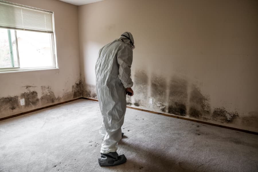expert looking at mold on bedroom wall
